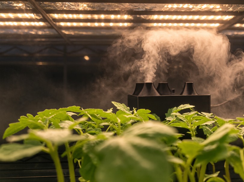 Cased mist generator running over tomato seedlings under grow lights